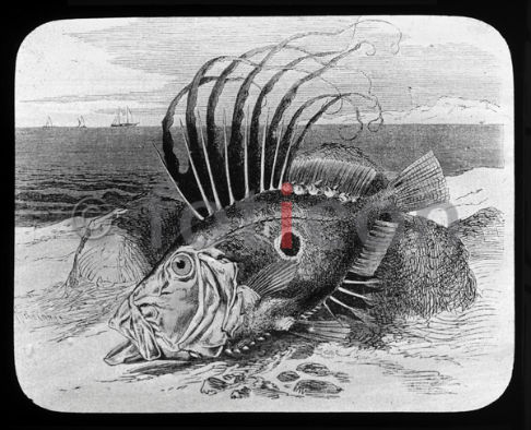 Petersfisch | Peter Fish - Foto foticon-600-simon-meer-363-048-sw.jpg | foticon.de - Bilddatenbank für Motive aus Geschichte und Kultur